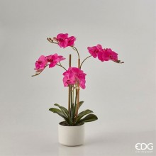 Edg orchidea real c/vaso fucsia